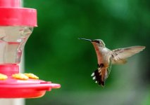 HUMMINGBIRD-2.jpg