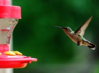 HUMMINGBIRD-3.jpg