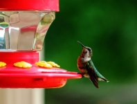 HUMMINGBIRD-4.jpg
