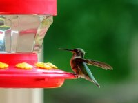 HUMMINGBIRD-5.jpg