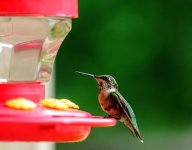 HUMMINGBIRD-6.jpg