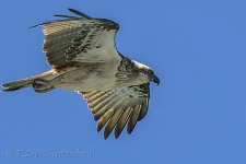 NEW_8277webshot.jpg
