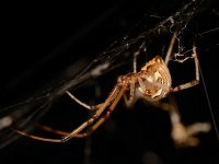 Spider4.jpg