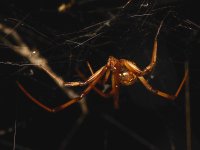 Spider2.jpg