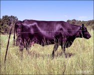 Two Cows Outstanding in Their Field_2275_2320.jpg