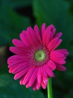 PinkFlower.jpg