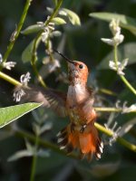 Hummer4.jpg