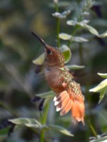 Hummer5.jpg