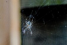 spider small.jpg