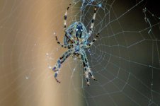 spider small 2.jpg