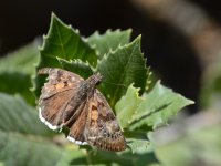 Moth2.jpg