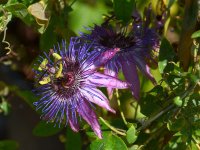 Passiflora.jpg