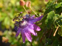 Passiflora2.jpg
