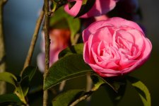 DSC_4698.jpg