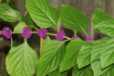Berries-2.jpg