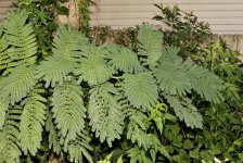 Fern.jpg