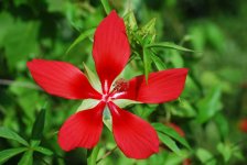 Misc Flowers 1.jpg