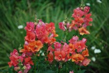 Misc Flowers 4.jpg