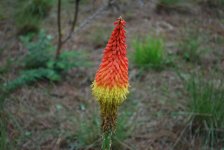 Torch Lily.jpg
