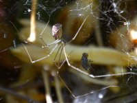 SpiderFly.jpg