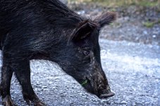 Blackie LOL.jpg Blackie LOL.jpg
