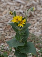YellowFlower.jpg