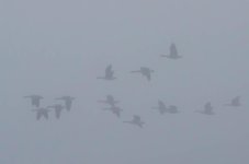 20140920-Geese in mist.jpg