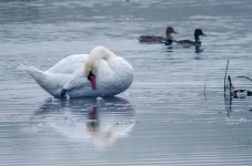 20140920-swan and ducks.jpg
