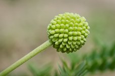 verytiny-1.jpg