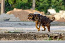 other-dog-1.jpg