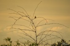 banbung-sunset4-1.jpg