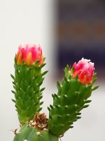 Cactus.jpg