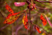 Autumn --2.jpg