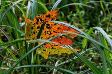 Autumn -2131.jpg
