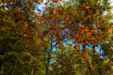 Autumn --3.jpg