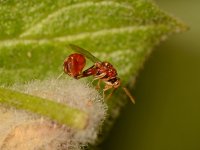 Wasp.jpg