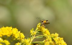 DSC_8231.jpg