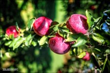 Apples.jpg