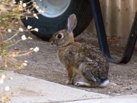 Rabbit.jpg