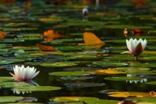20140922-lilly1.jpg