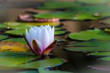 20140922-lilly2.jpg