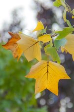 20140922-autumn 1.jpg