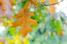 20140922-autumn2.jpg