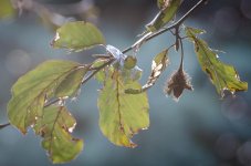 20140922-hazy.jpg
