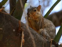 Squirrel.jpg