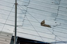 cat-1.jpg