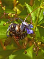 Bee3.jpg