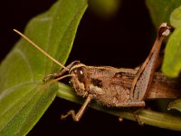 Grasshopper.jpg