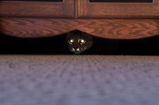 DSC_0569 Cat Eyes.jpg