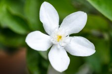 white-1.jpg